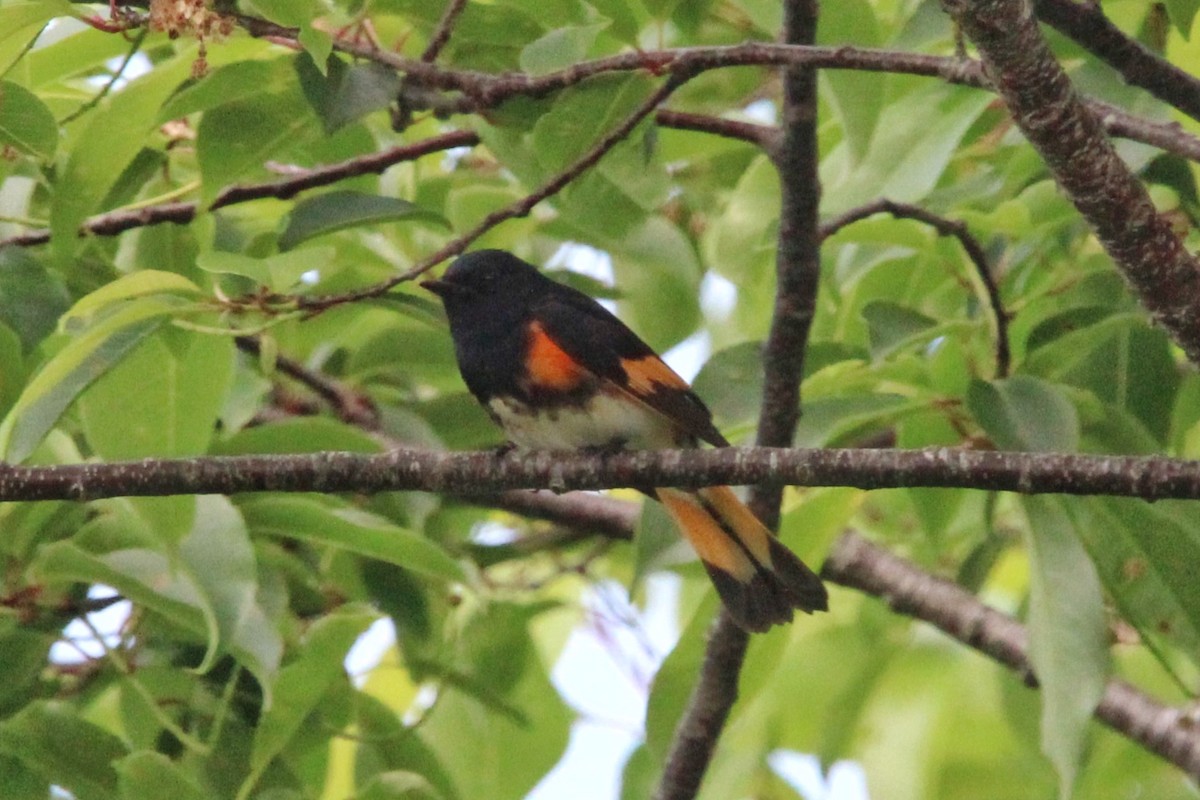 American Redstart - ML620417420