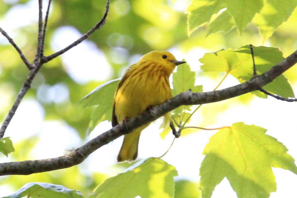 Yellow Warbler - ML620417422