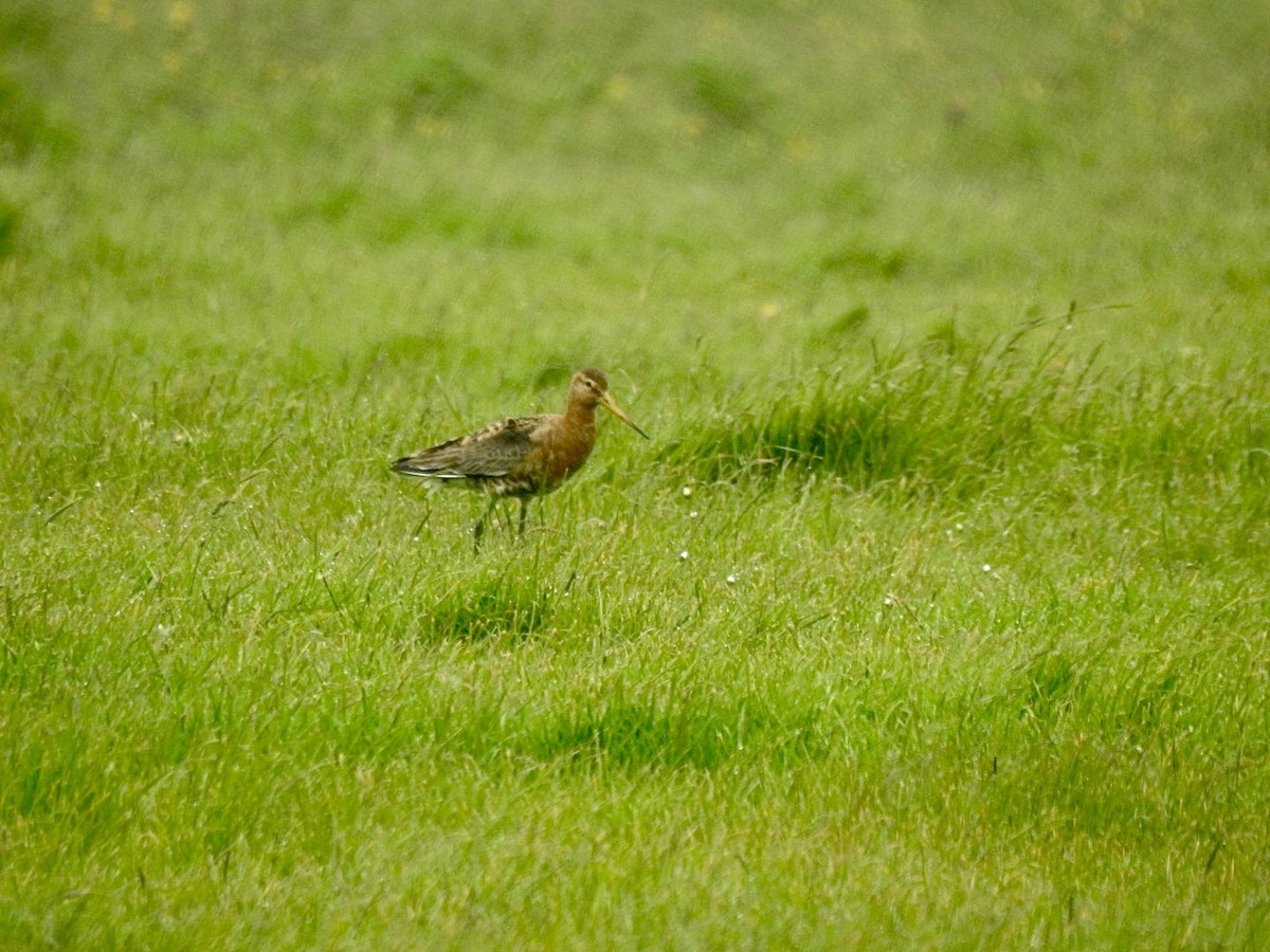 Black-tailed Godwit - ML620417424