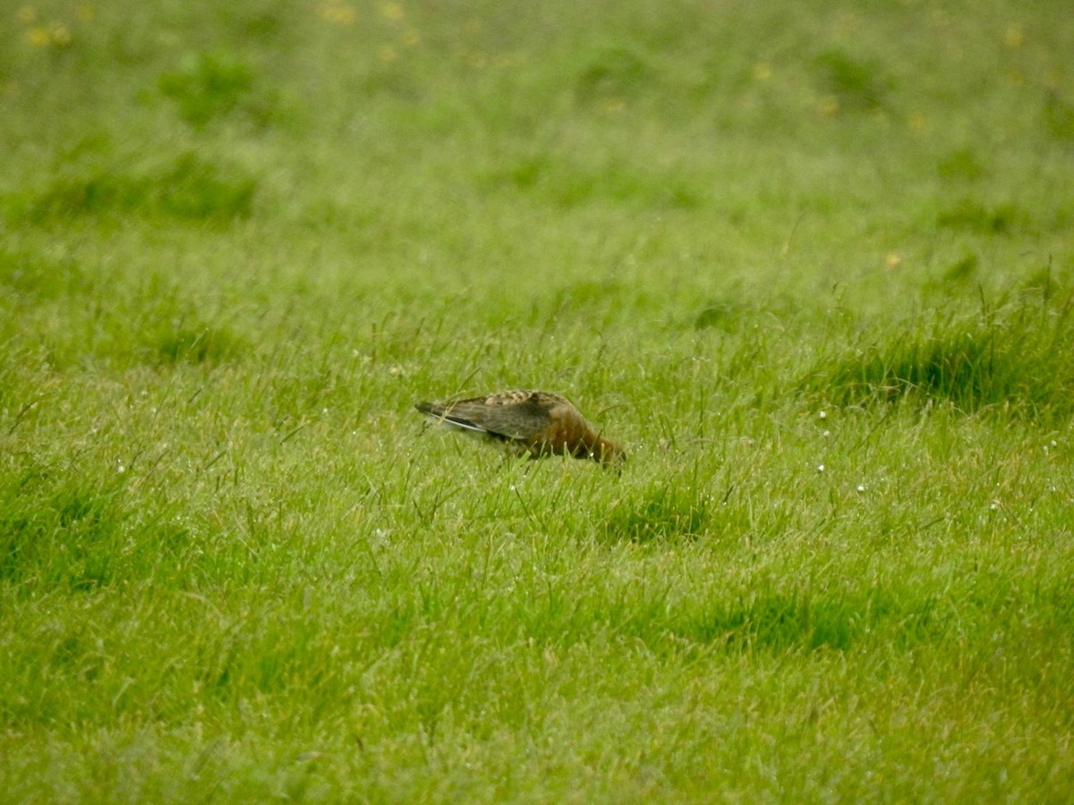 Black-tailed Godwit - ML620417425