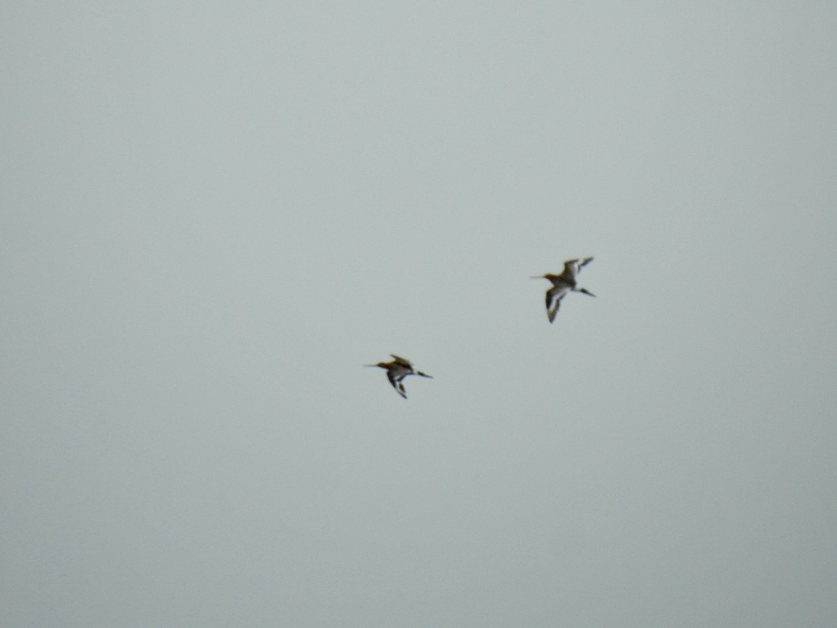 Black-tailed Godwit - ML620417426