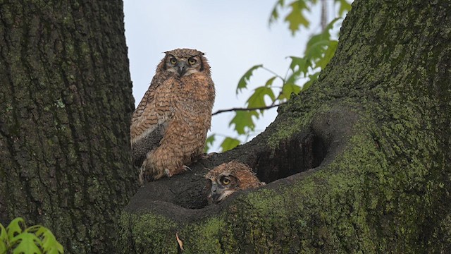 Great Horned Owl - ML620417427
