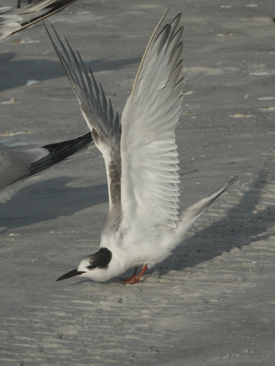 Common Tern - ML620417428