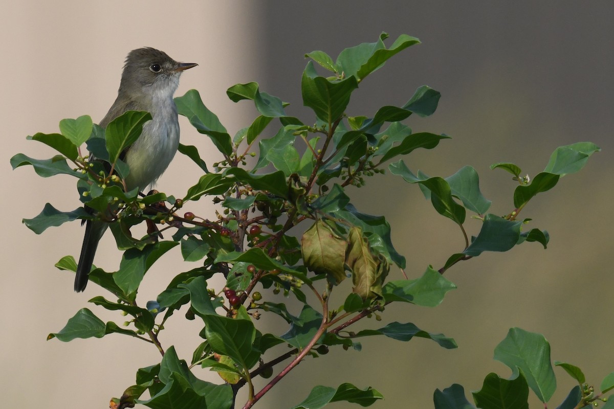 Willow Flycatcher - ML620417432