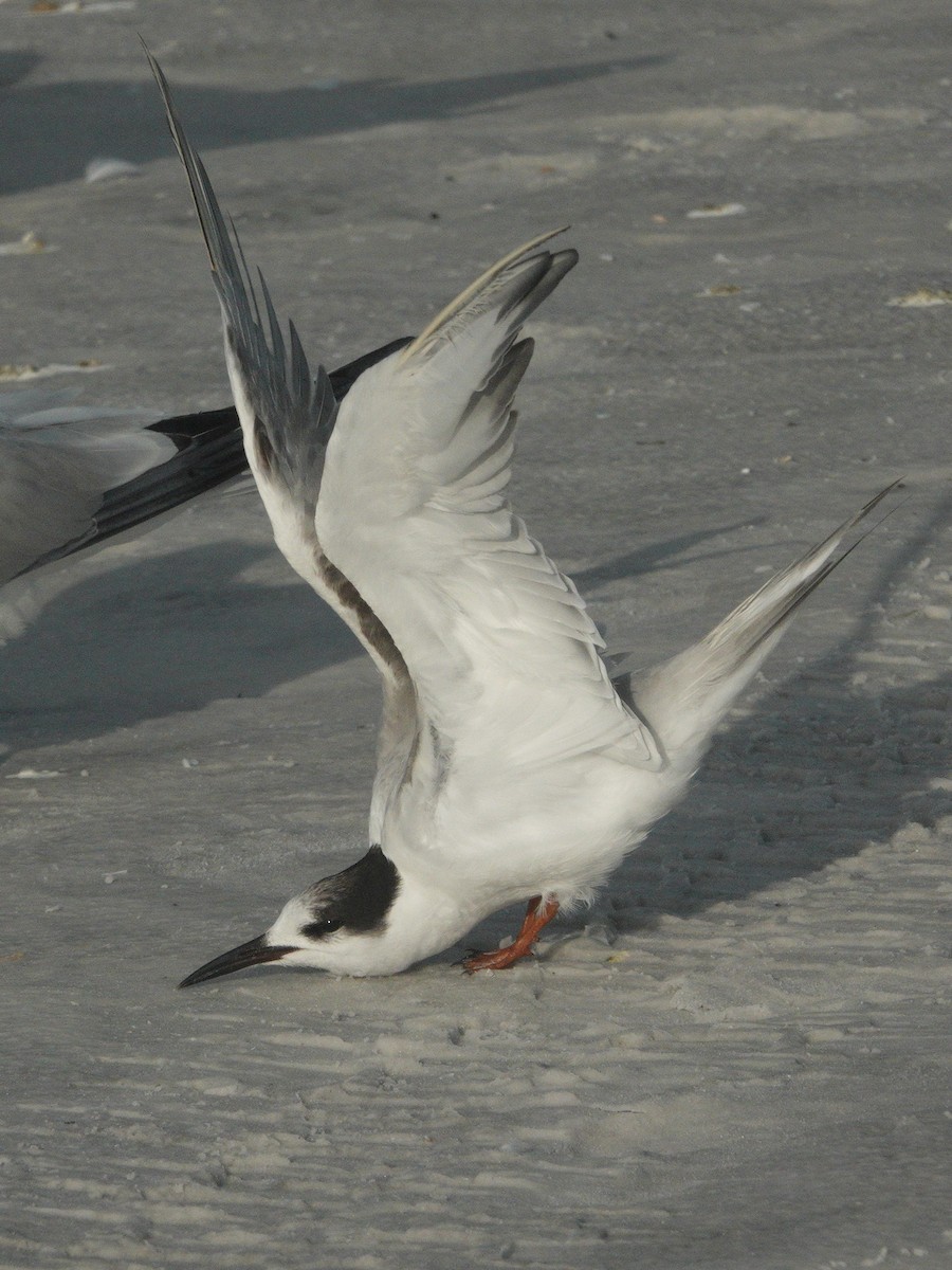 Common Tern - ML620417435