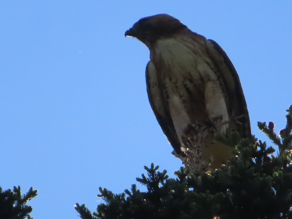 Rotschwanzbussard - ML620417437