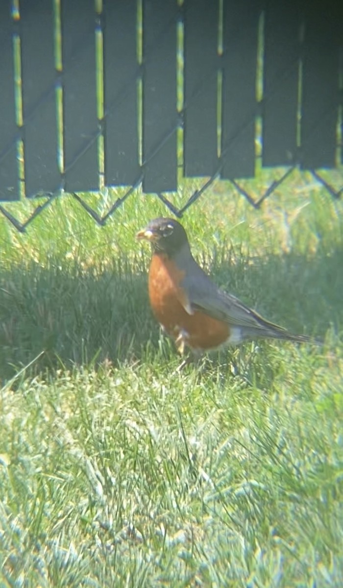 American Robin - ML620417458