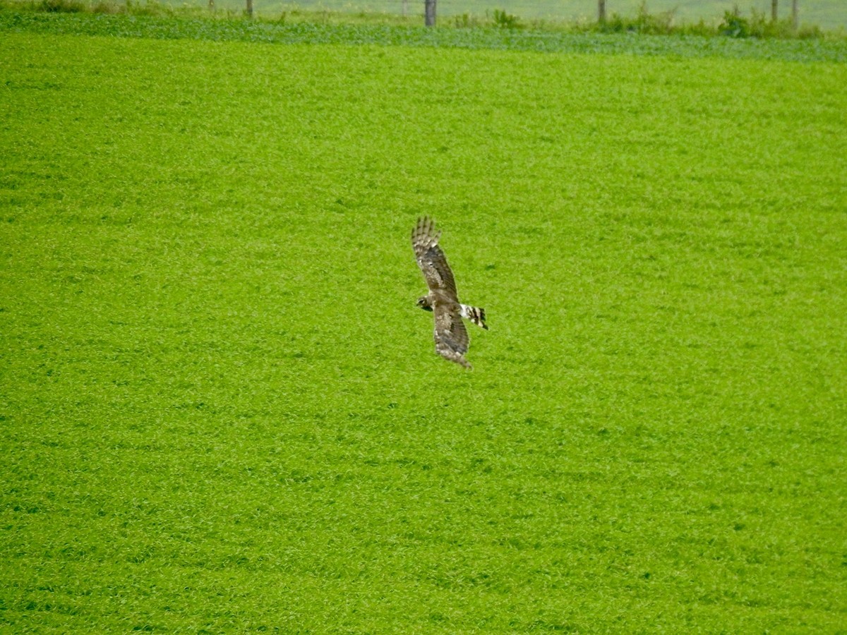 Hen Harrier - ML620417462