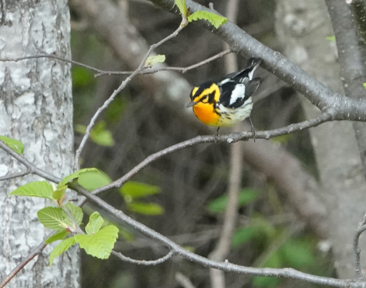 Blackburnian Warbler - ML620417475