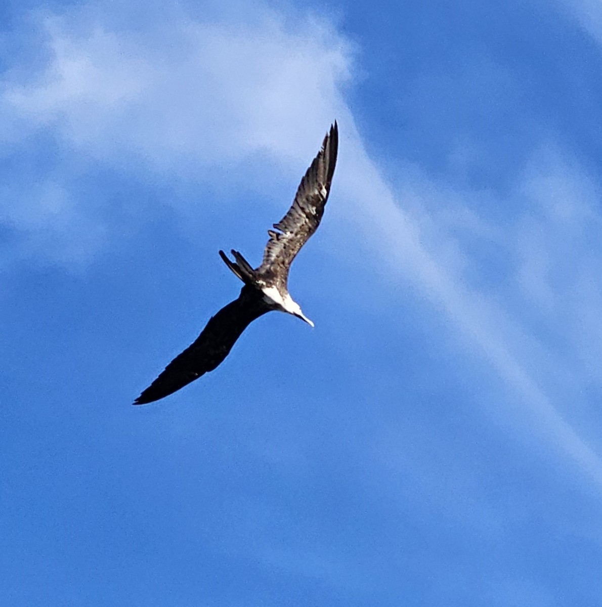 Magnificent Frigatebird - Sandy Bauerschmidt