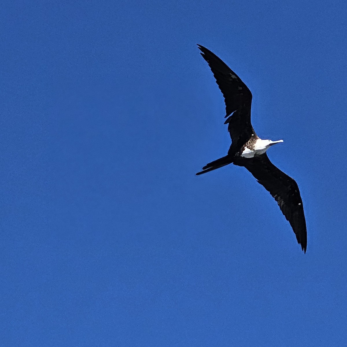 Magnificent Frigatebird - ML620417478