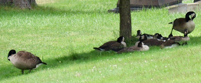 Canada Goose - ML620417479