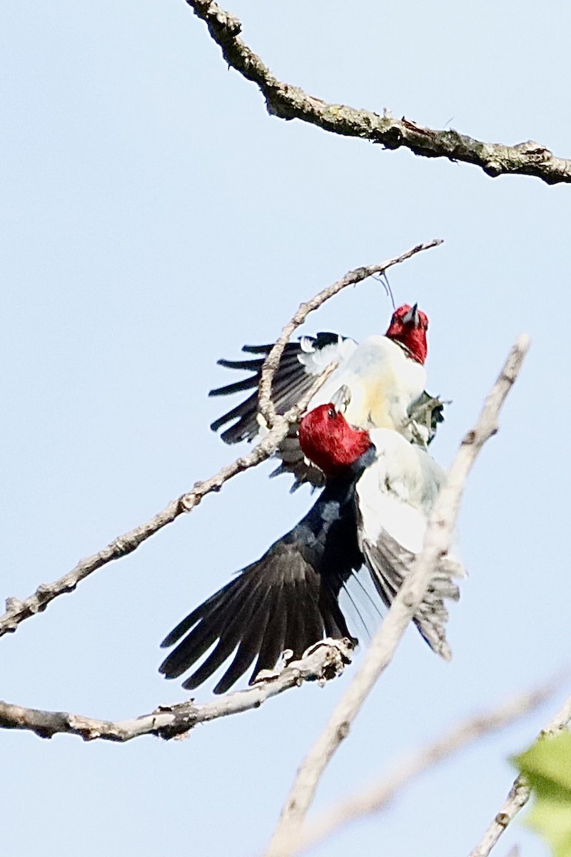 Red-headed Woodpecker - ML620417482