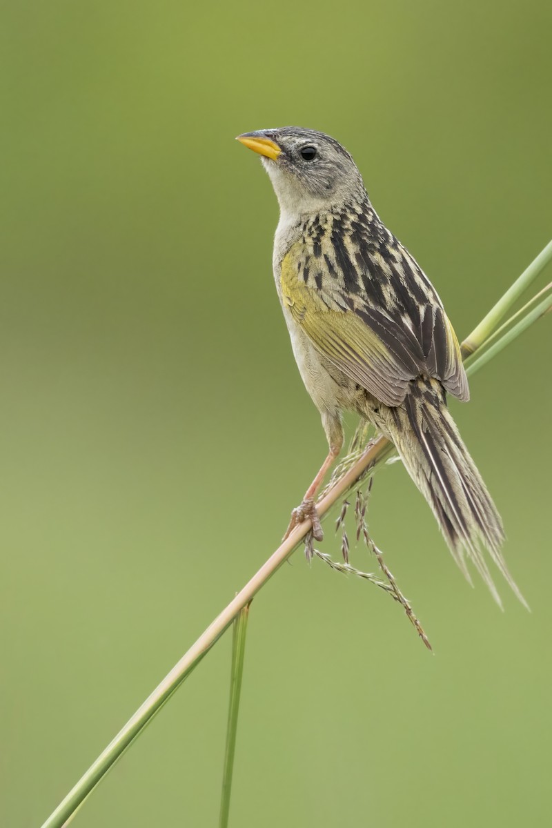 Lesser Grass-Finch - Dubi Shapiro