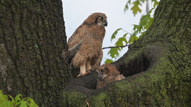 Great Horned Owl - ML620417503