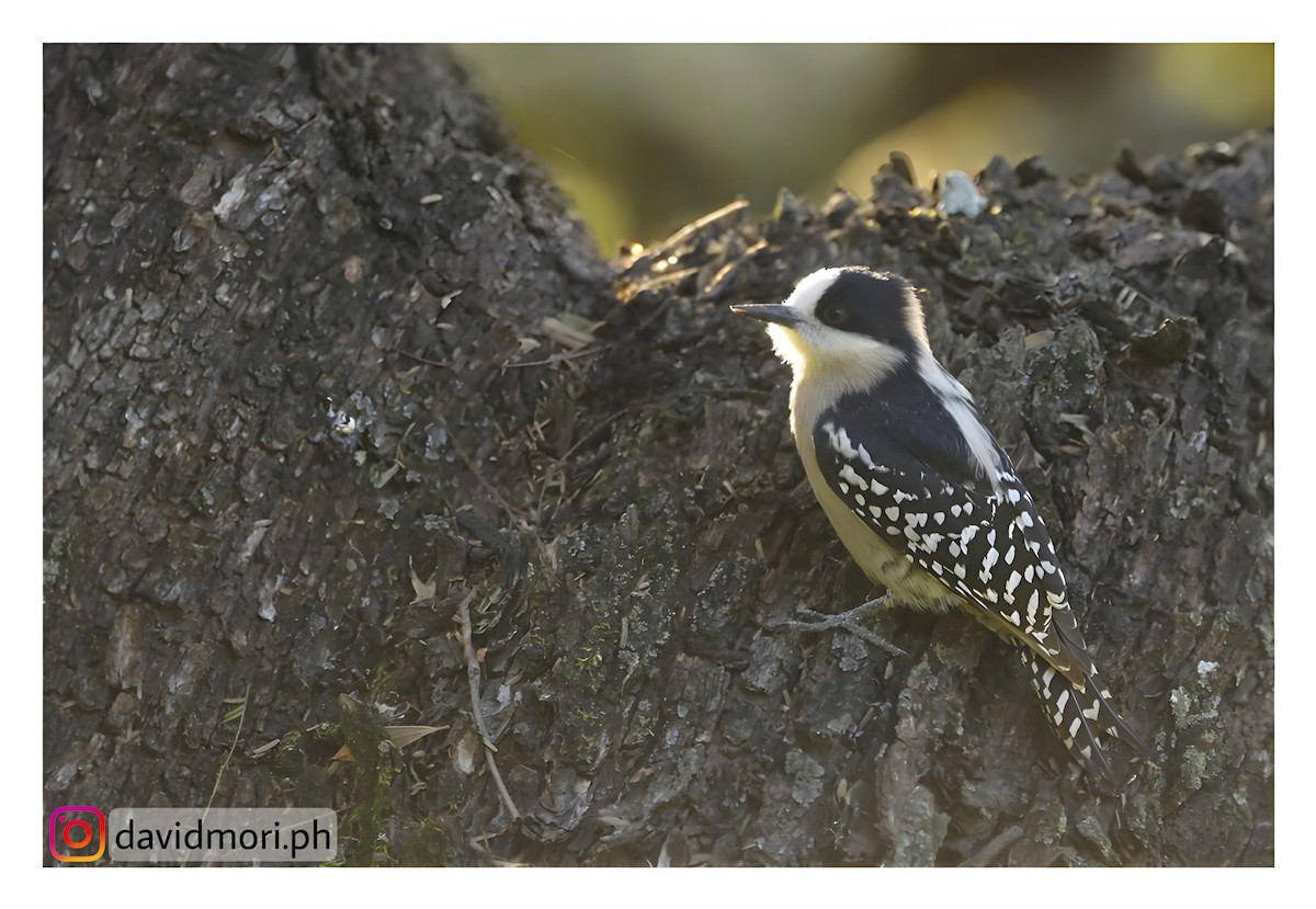 White-fronted Woodpecker - ML620417505