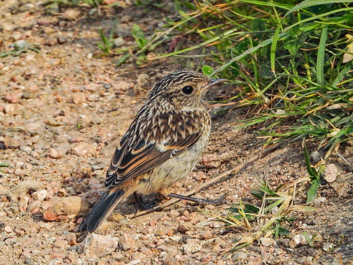 European Stonechat - ML620417510