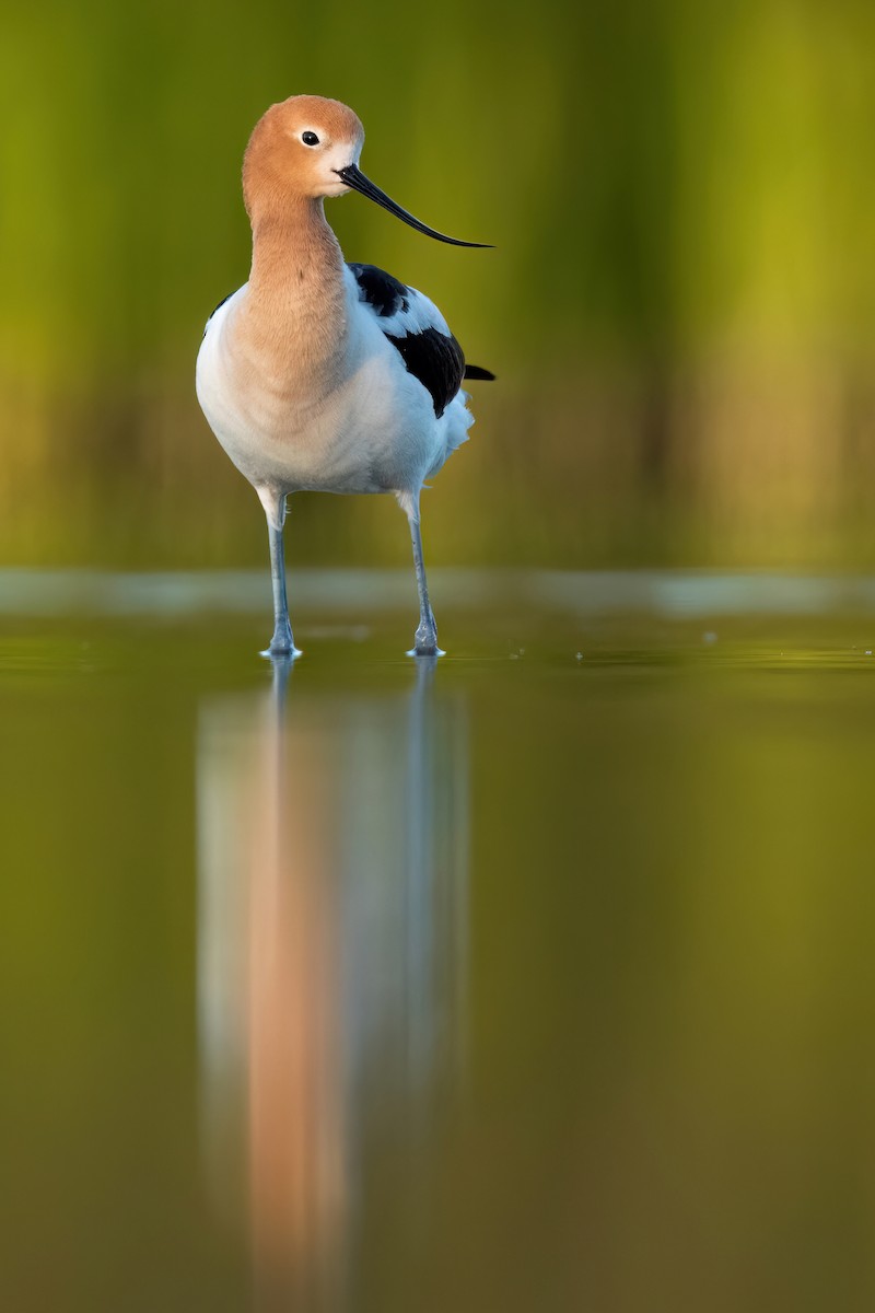 American Avocet - ML620417515