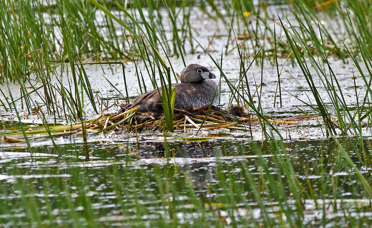 Pied-billed Grebe - ML620417517