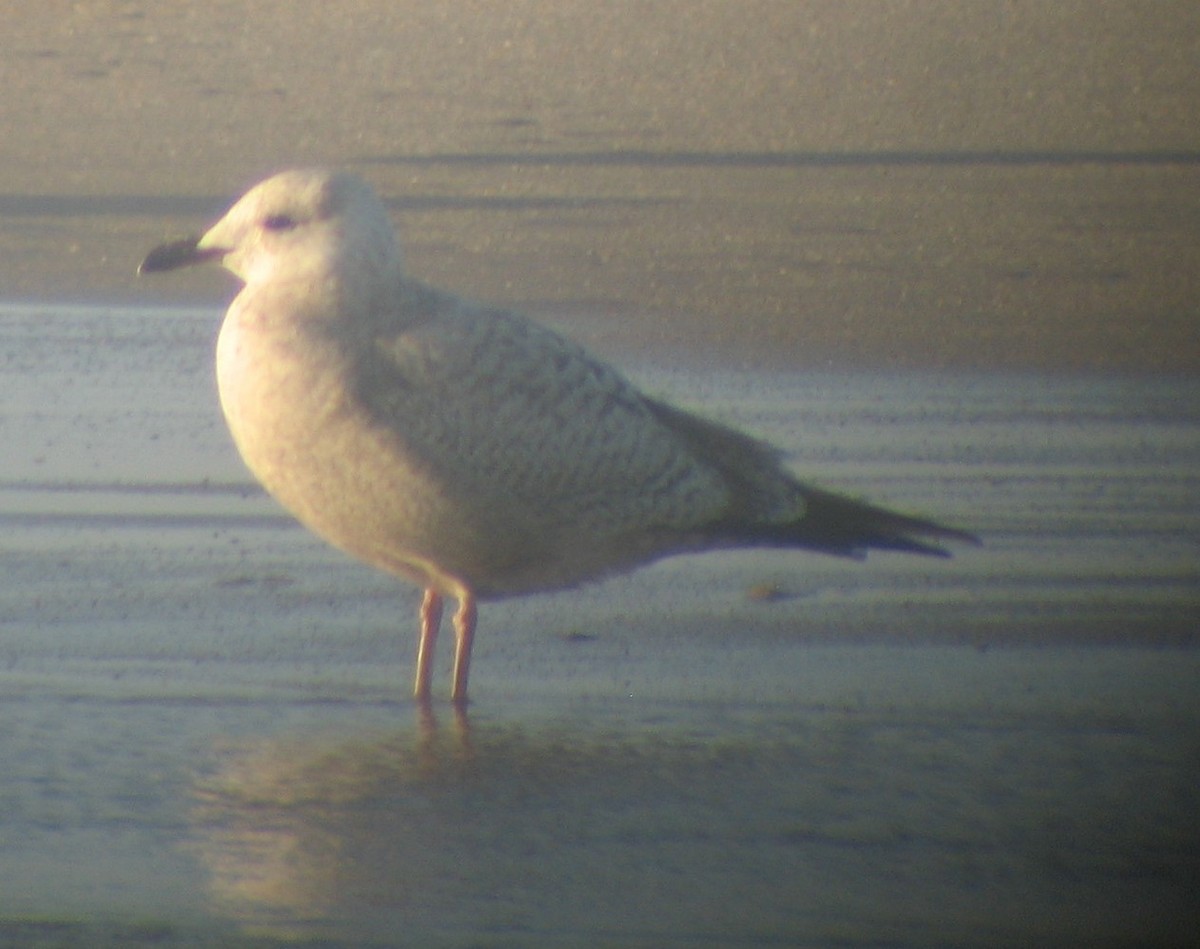 Iceland Gull (Thayer's) - ML620417532