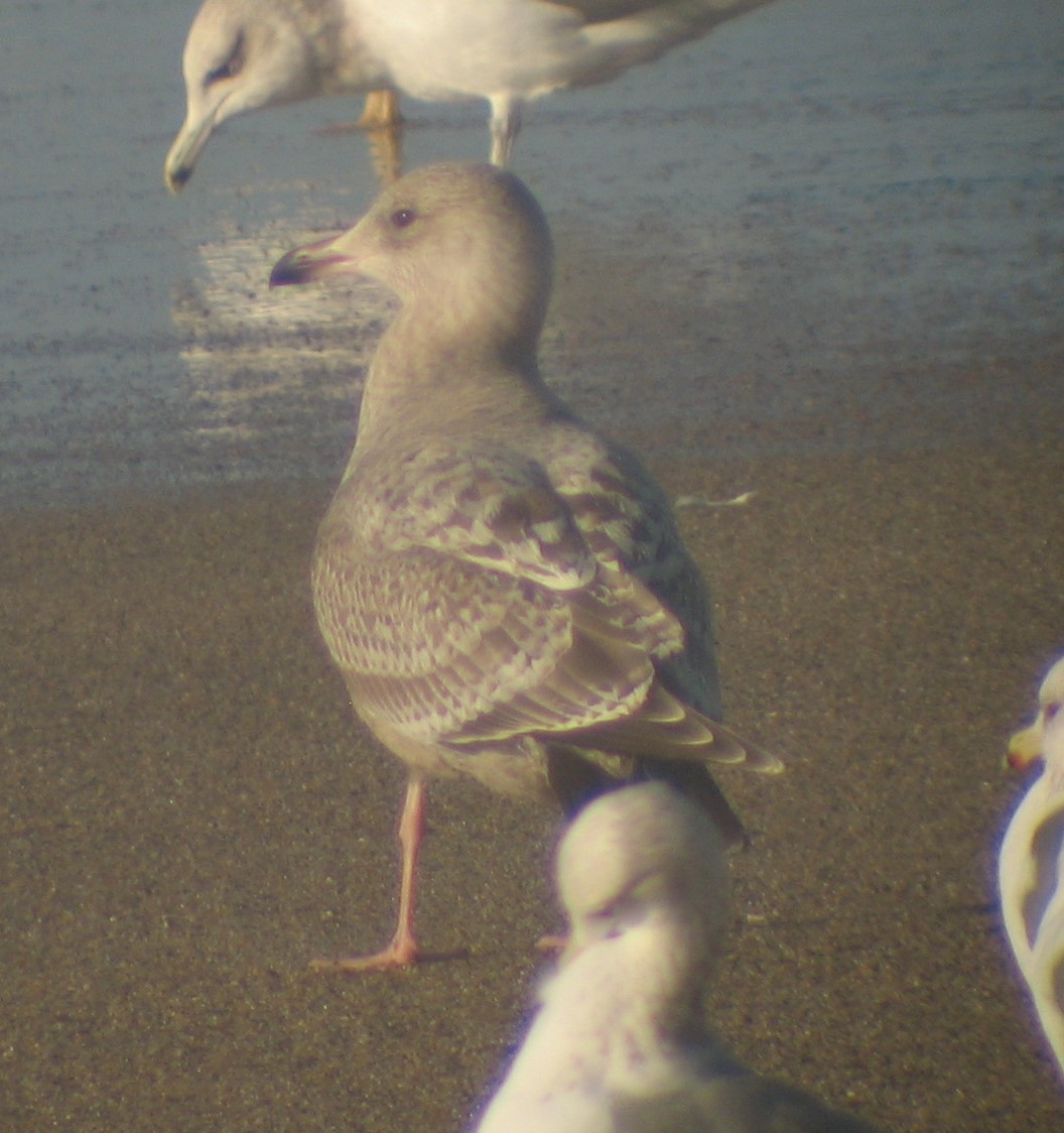 Gaviota Groenlandesa (thayeri) - ML620417534