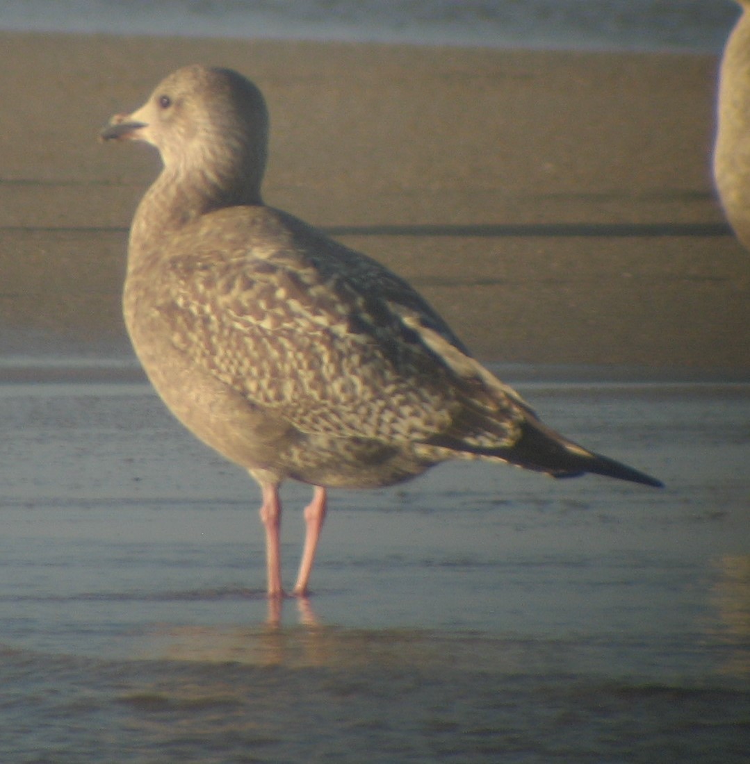 Gaviota Groenlandesa (thayeri) - ML620417536