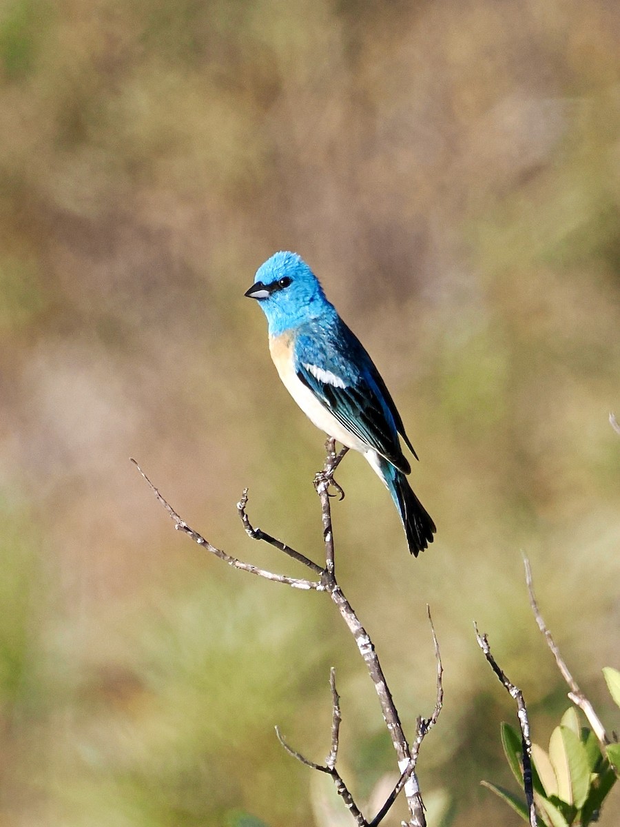 Lazuli Bunting - Mike Millikan