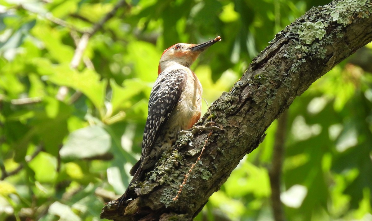 Red-bellied Woodpecker - ML620417543