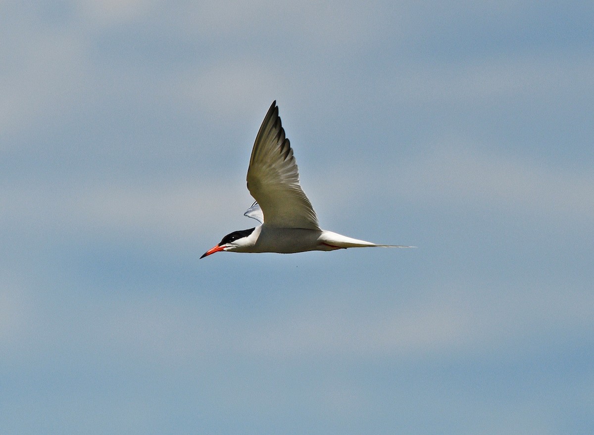 Common Tern - ML620417551