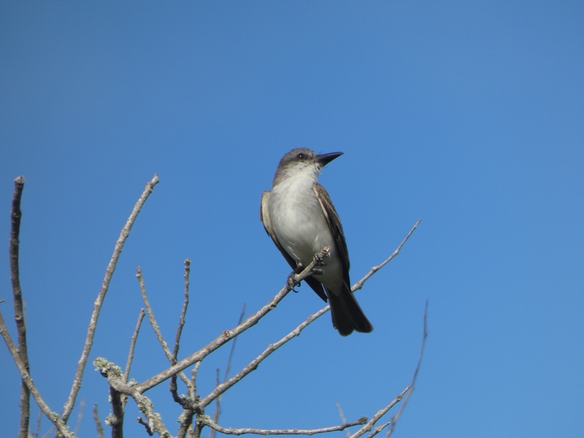 Gray Kingbird - Cecelia Dumois