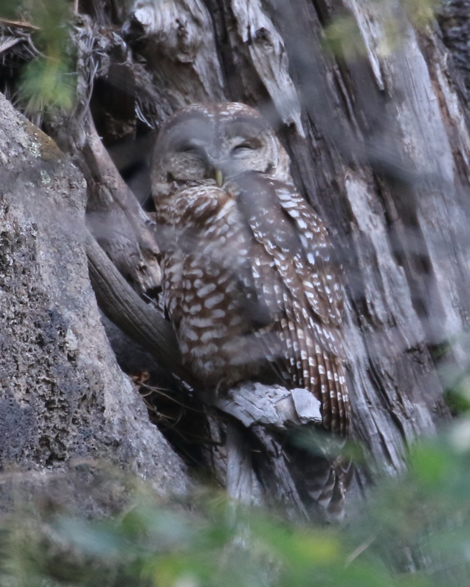 Spotted Owl - ML620417564