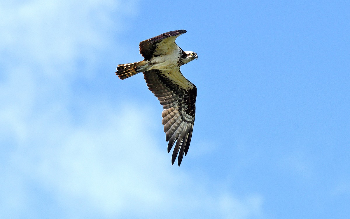 Águila Pescadora - ML620417566