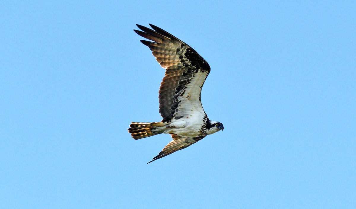 Águila Pescadora - ML620417567