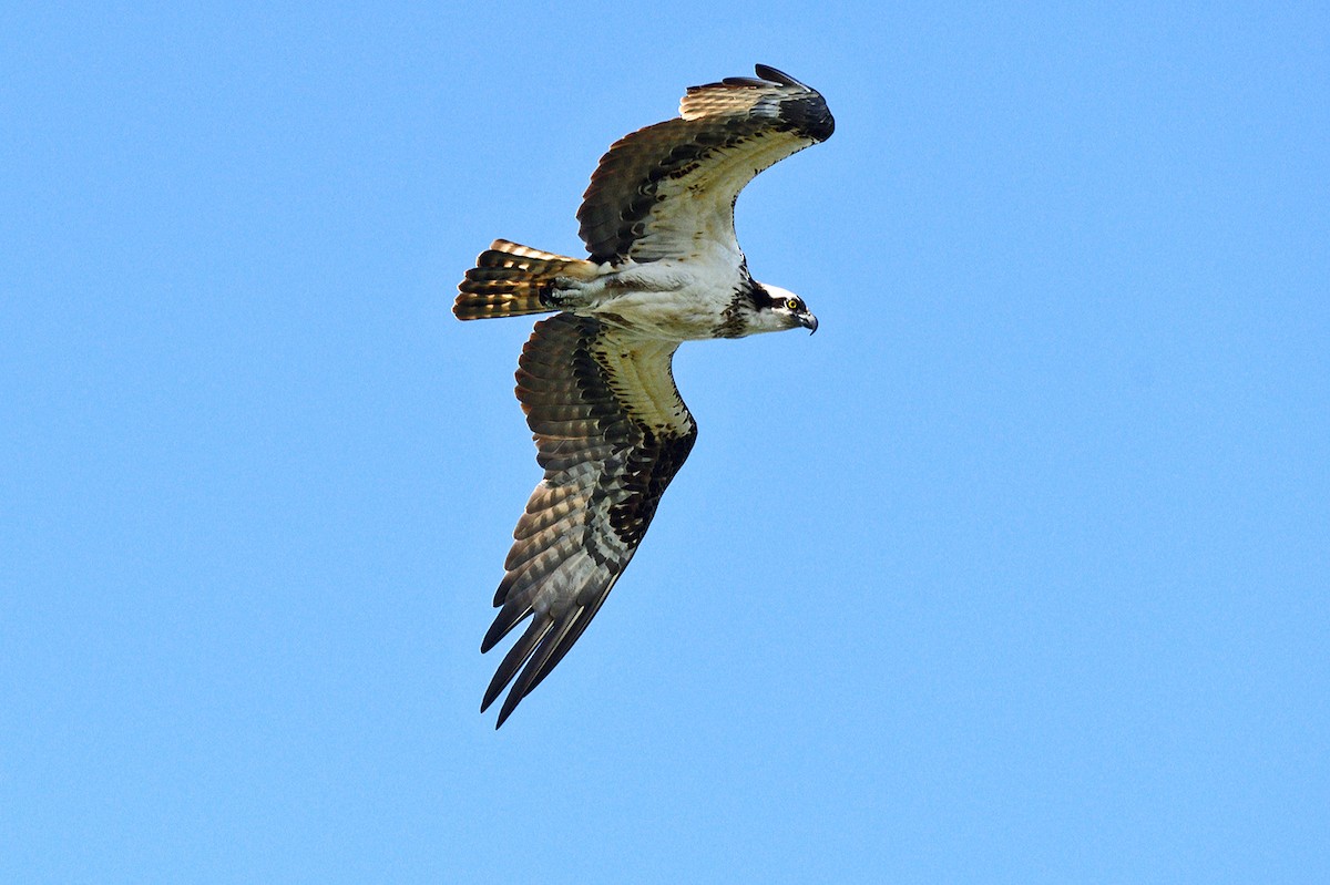 Balbuzard pêcheur - ML620417568