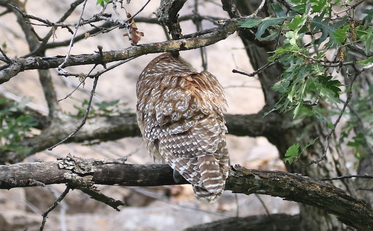 Spotted Owl - ML620417571