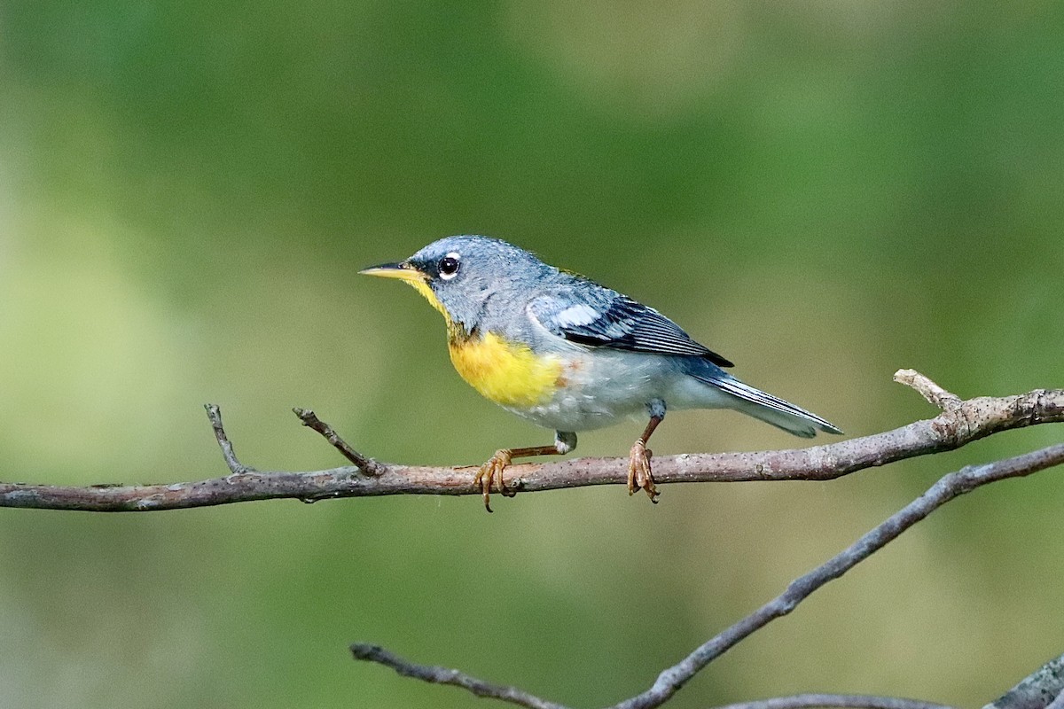 Northern Parula - ML620417574