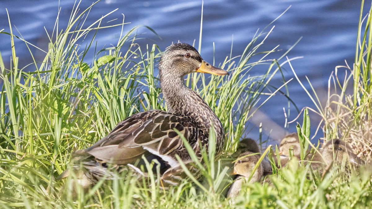 Canard colvert - ML620417584