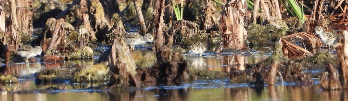 Black-necked Stilt - ML620417587