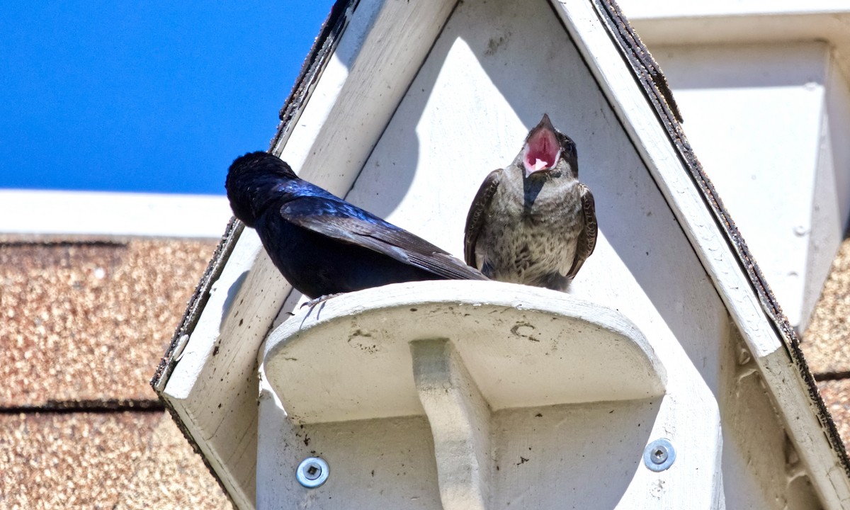 Purple Martin - ML620417592