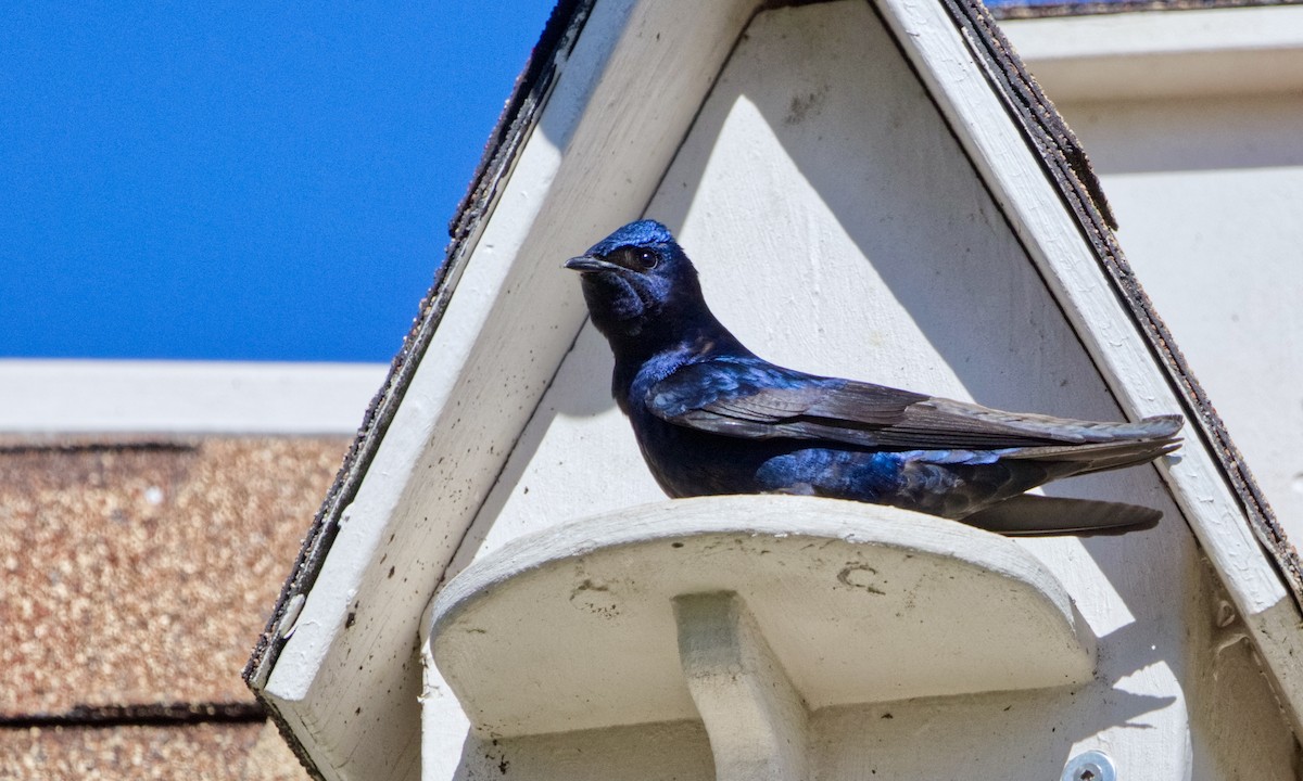 Purple Martin - ML620417593