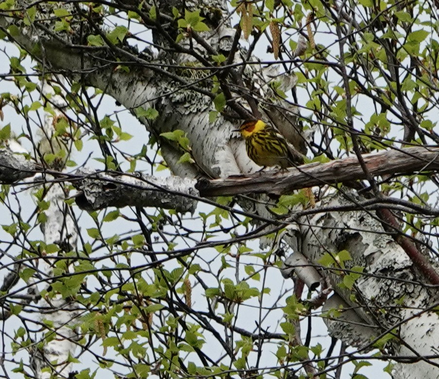 Cape May Warbler - ML620417596