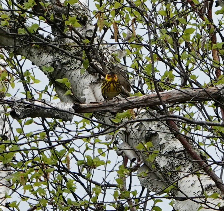 Cape May Warbler - ML620417597