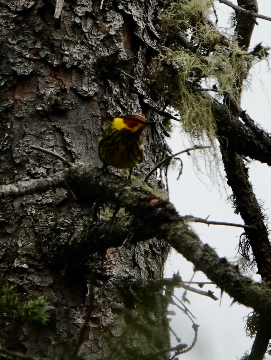 Cape May Warbler - ML620417598