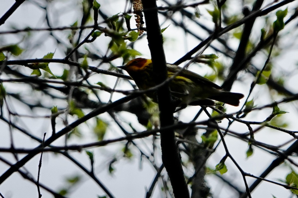 Cape May Warbler - ML620417599
