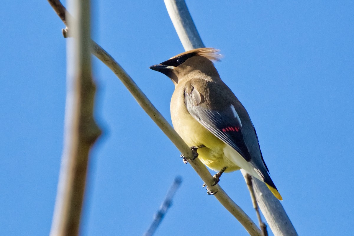 Cedar Waxwing - ML620417600