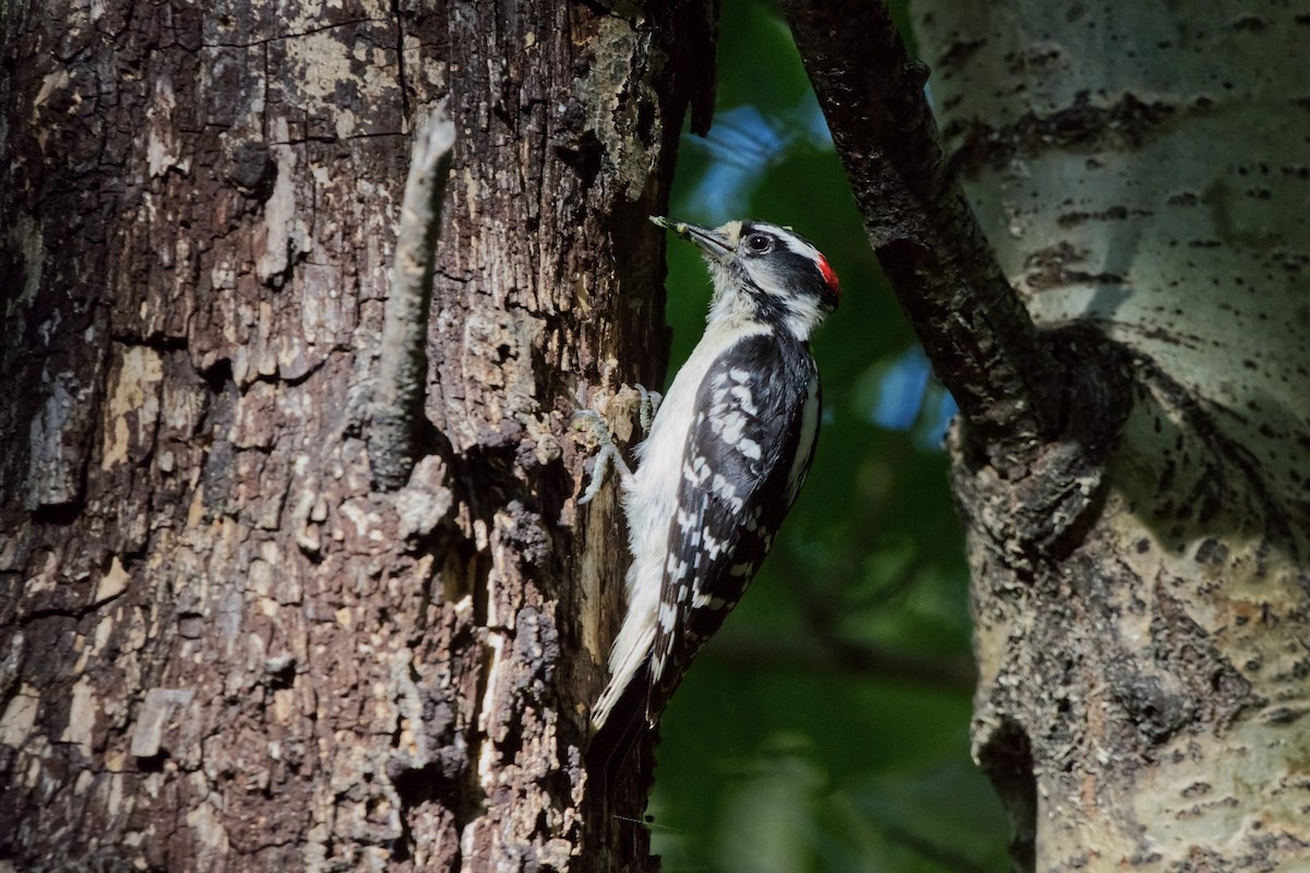 Hairy Woodpecker - ML620417610