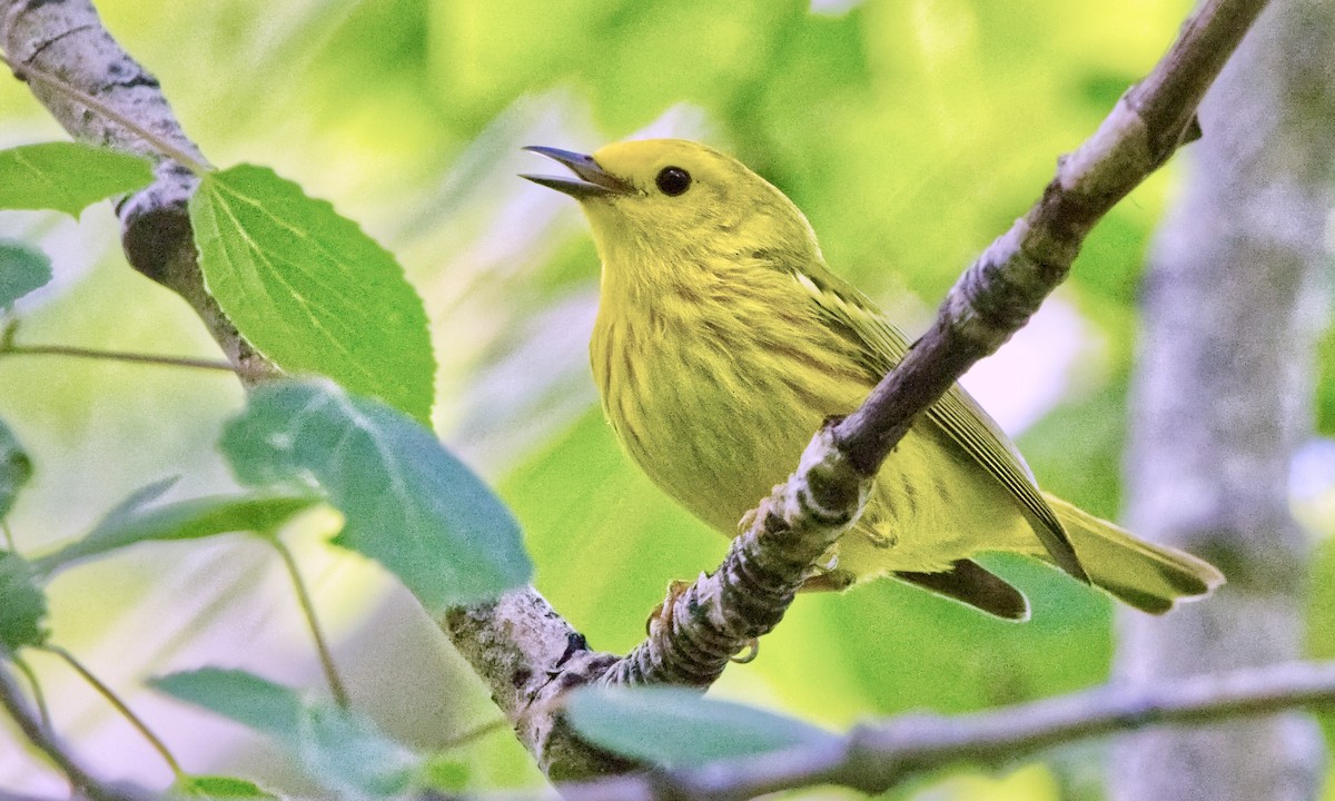 Yellow Warbler (Northern) - ML620417619