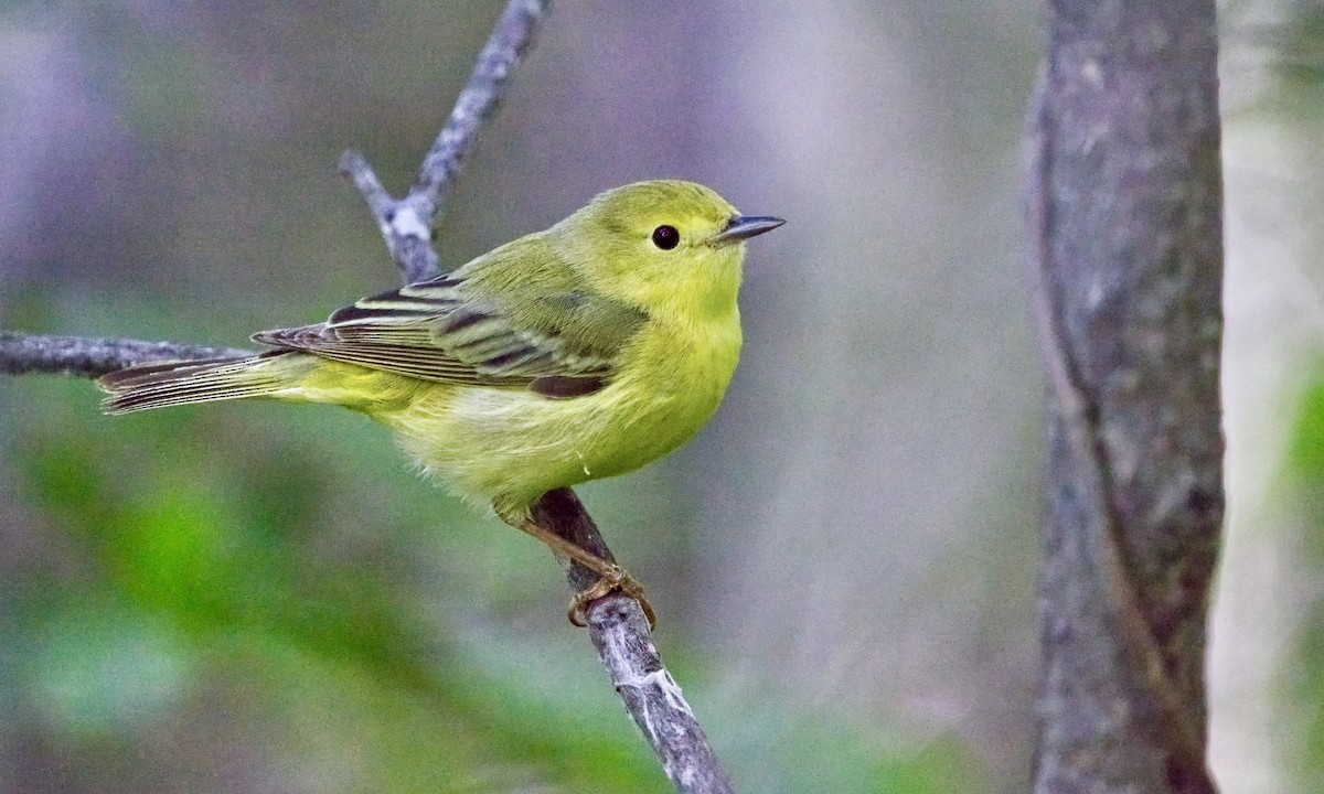 Yellow Warbler (Northern) - ML620417621