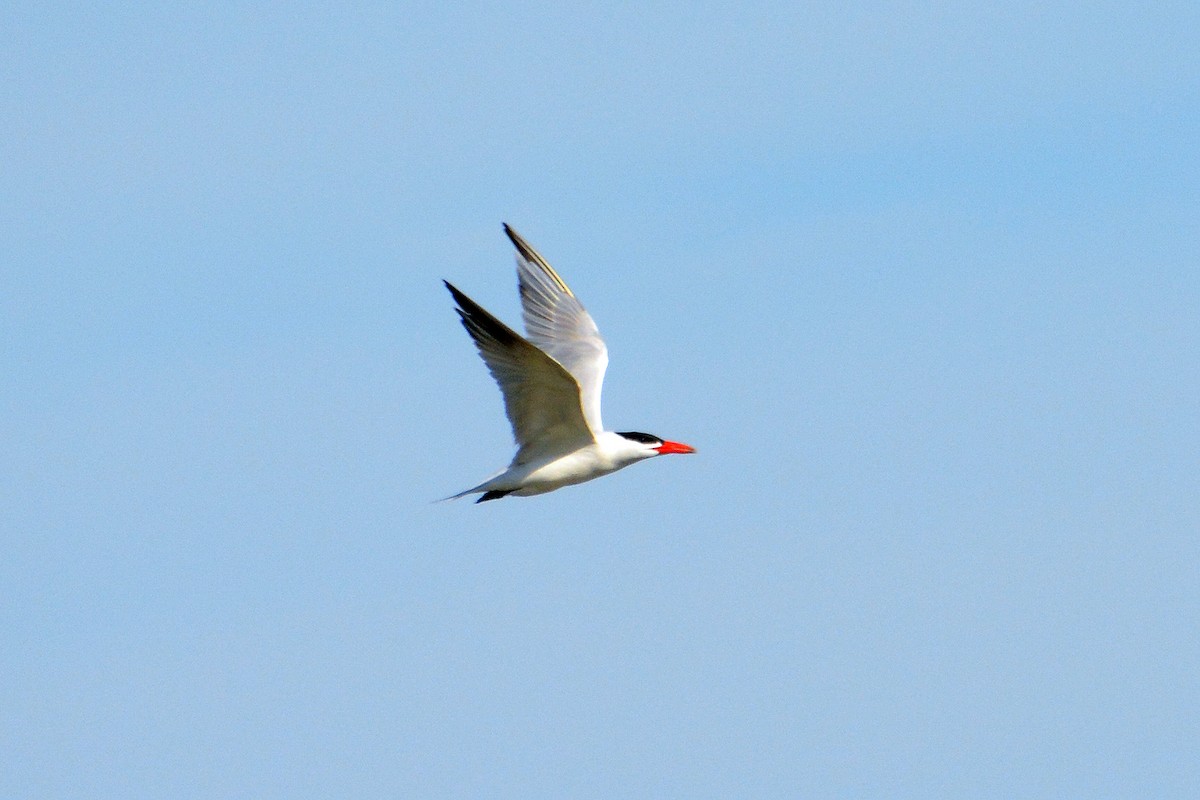 Caspian Tern - ML620417635