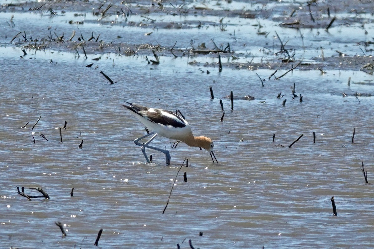 Avocette d'Amérique - ML620417637